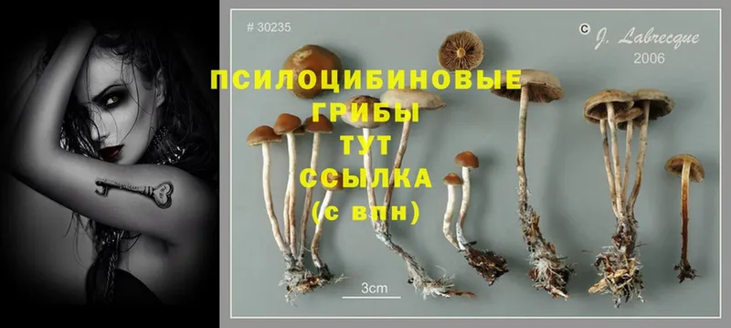 Псилоцибиновые грибы Magic Shrooms  Короча 